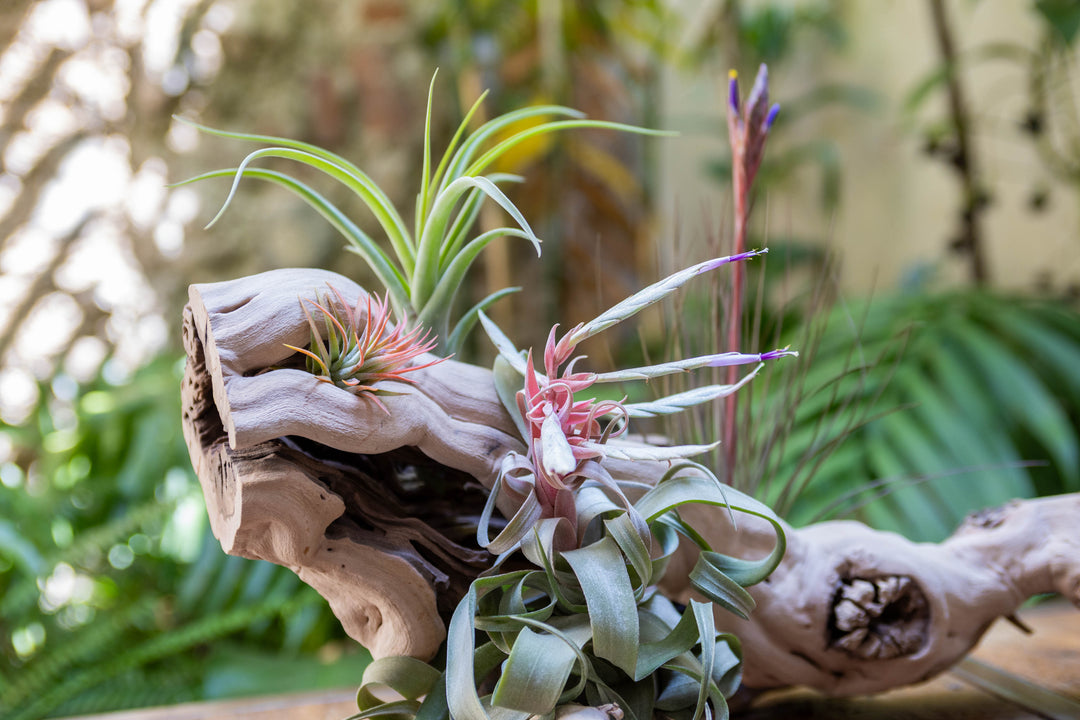 close up of tillandsia air plants mounted on a grapevine wood display