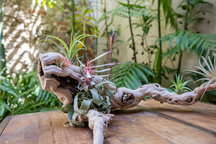 close up of tillandsia air plants mounted on a large multi-branch grapevine wood display