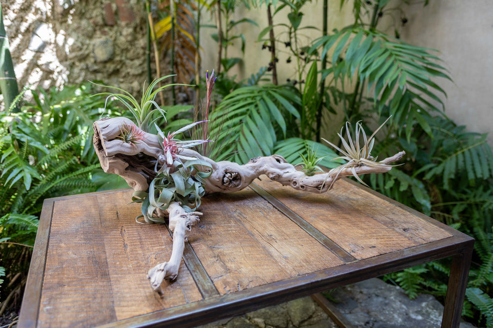 large multi-branch grapevine wood display with assorted tillandsia air plants
