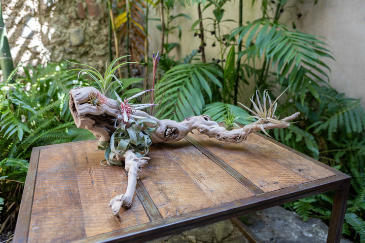 large multi-branch grapevine wood display with assorted tillandsia air plants