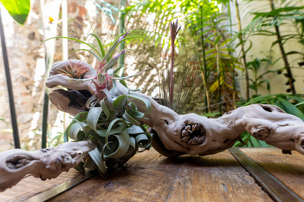 large multi-branch grapevine wood display with assorted tillandsia air plants