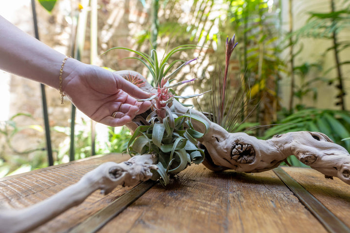 hand caressing bloom of a tillandsia streptophylla air plant mounted on a medium multi-branch grapevine wood display