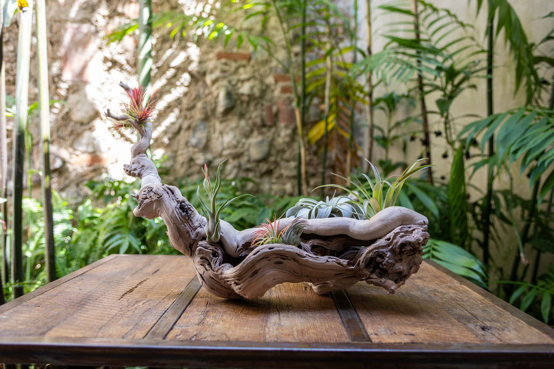 large single branch grapevine wood display with assorted tillandsia air plants