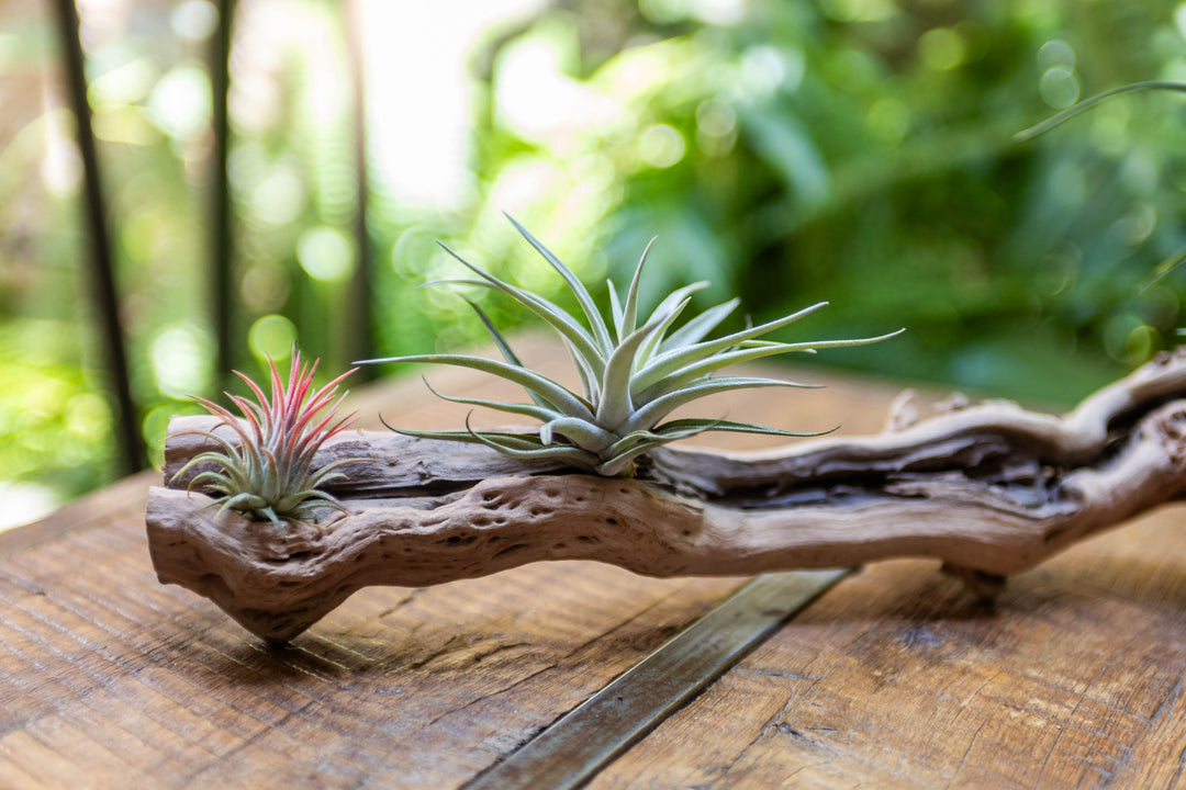 close up of tillandsia air plants mounted on a medium single branch grapevine wood display