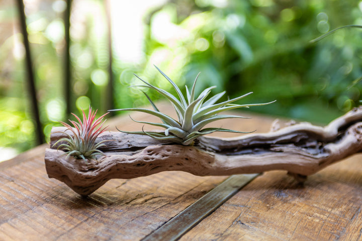 close up of tillandsia air plants mounted on a medium single branch grapevine wood display