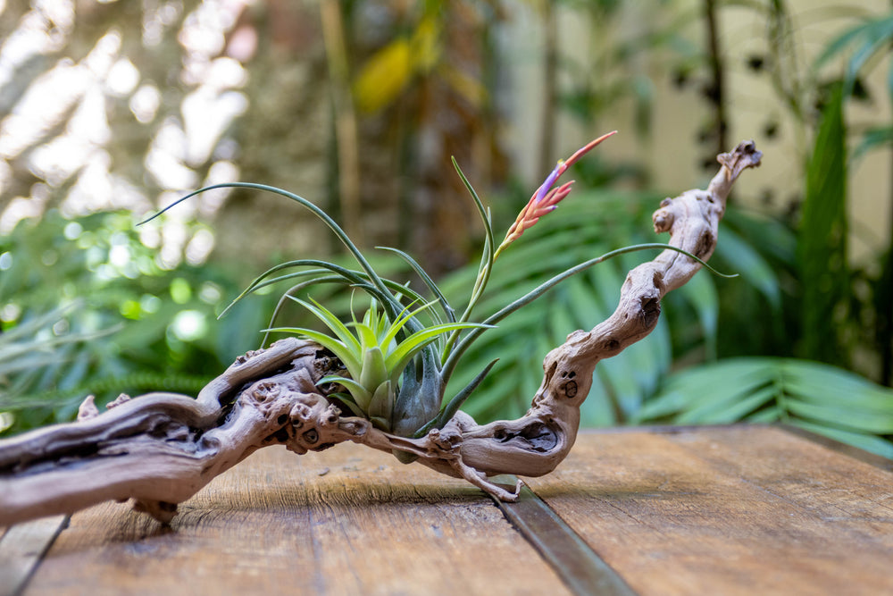 close up of assorted tillandsia air plants mounted on a medium single branch grapevine wood display