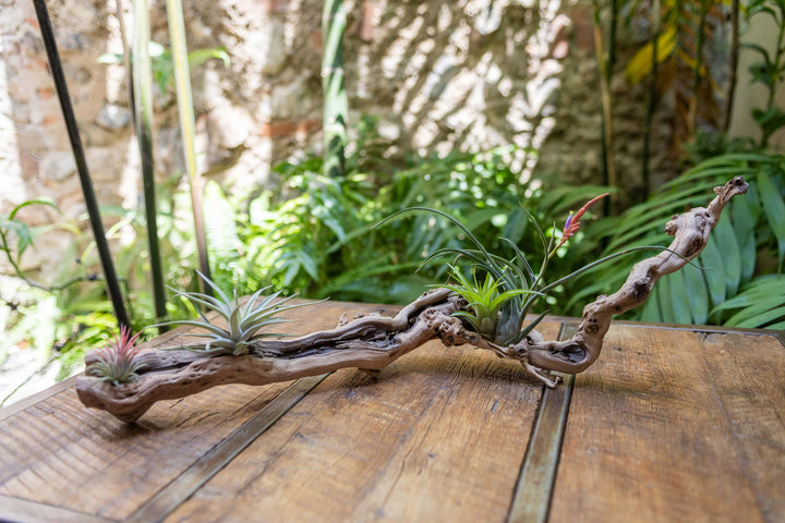 medium single branch grapevine wood display with assorted tillandsia air plants