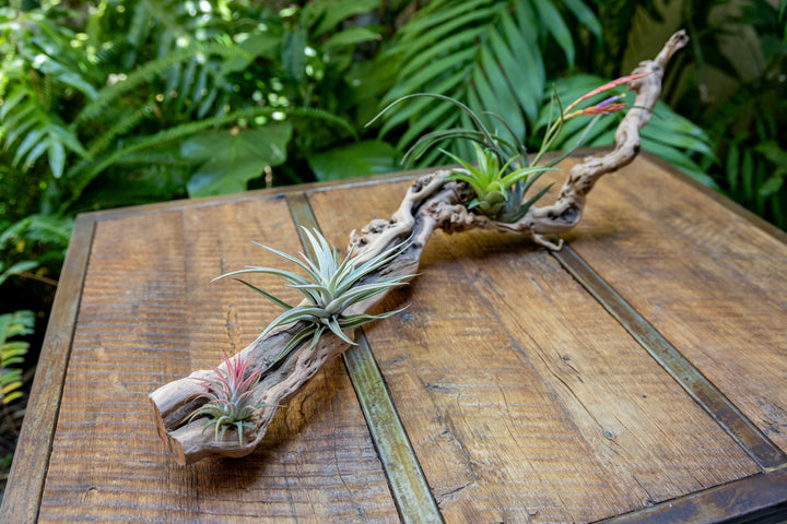 medium single branch grapevine wood display with assorted tillandsia air plants