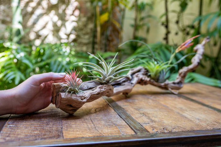 medium single branch grapevine wood display with assorted tillandsia air plants