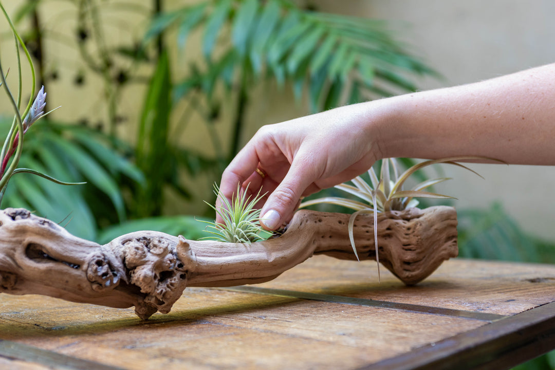 hand arranging tillandsia air plants on a grapevine wood display