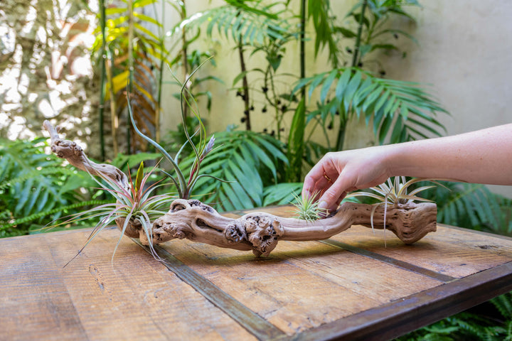 medium single branch grapevine wood display with hand arranging assorted tillandsia air plants