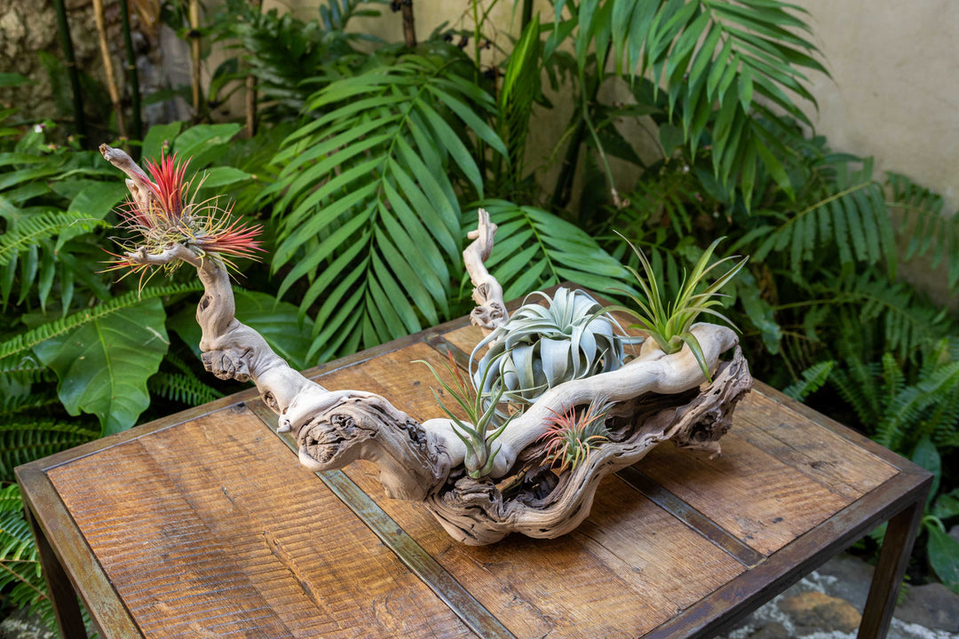 large multi-branch grapevine wood display with assorted tillandsia air plants