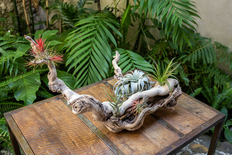 large multi-branch grapevine wood display with assorted tillandsia air plants