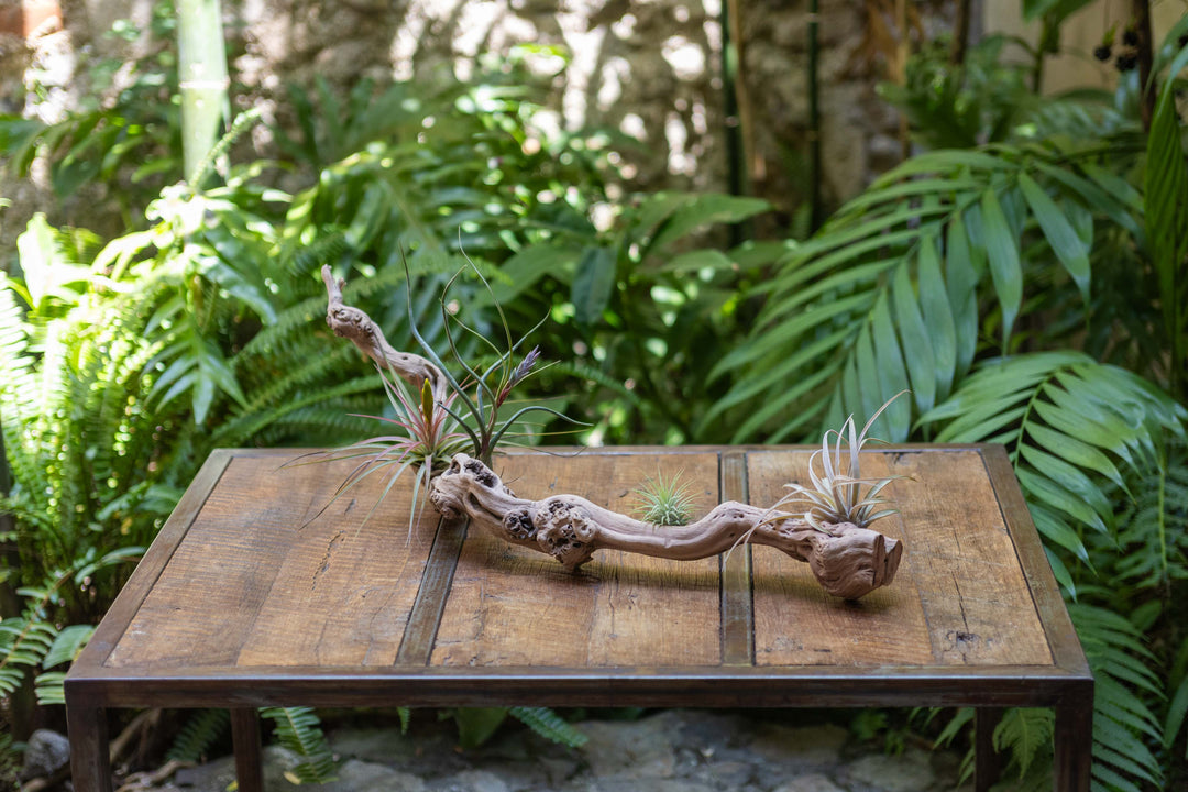medium single branch grapevine wood with assorted tillandsia air plants