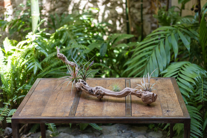 medium single branch grapevine wood with assorted tillandsia air plants