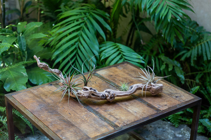 medium single branch grapevine wood with assorted tillandsia air plants