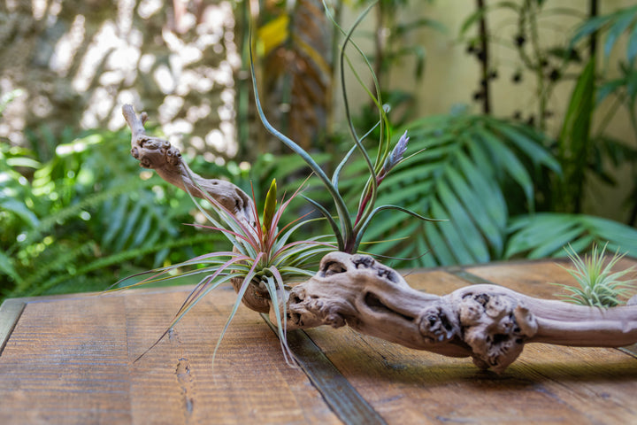 medium single branch grapevine wood display with assorted tillandsia air plants