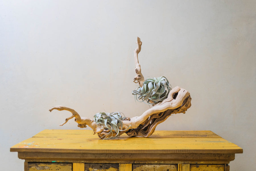large multi-branch grapevine wood with two tillandsia xerographica air plants