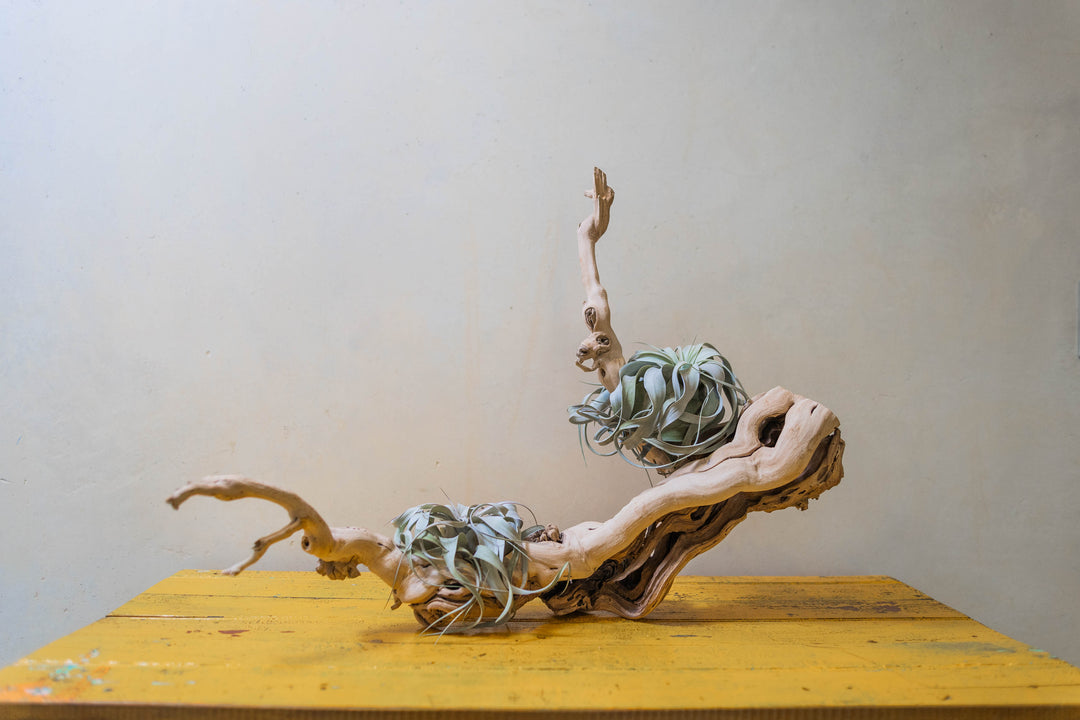 large multi-branch grapevine wood branch with two tillandsia xerographica air plants