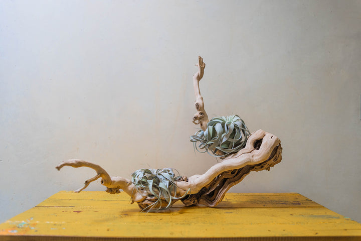 large multi-branch grapevine wood branch with two tillandsia xerographica air plants