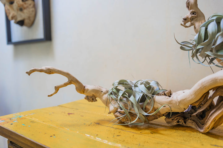 close up of tillandsia xerographica air plant mounted on a large multi-branch grapevine wood display