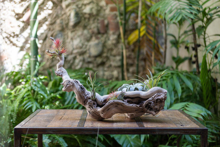 large single branch grapevine wood display with assorted tillandsia air plants