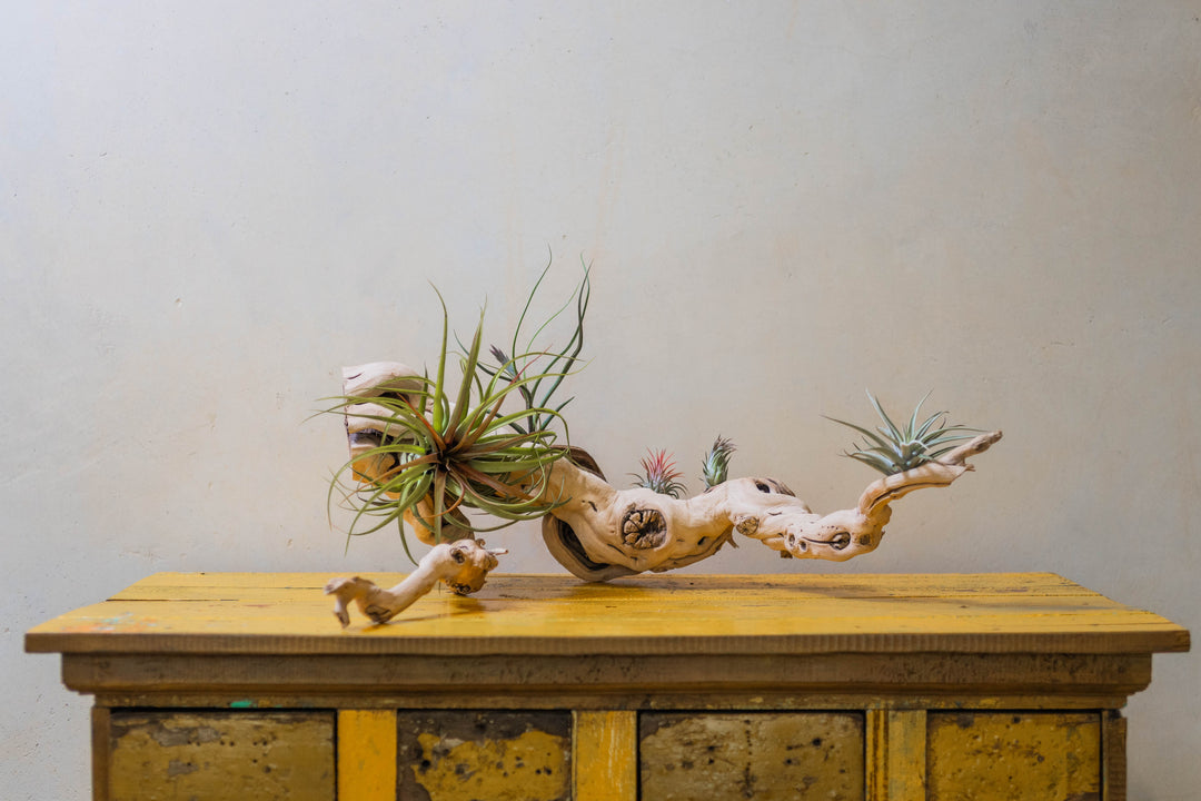 large multi-branch grapevine wood with assorted tillandsia air plants