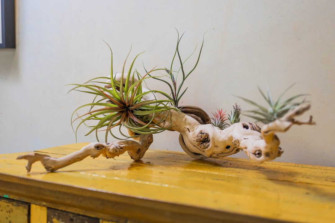 medium multi-branch grapevine wood display with assorted tillandsia air plants