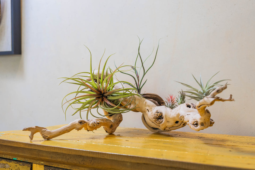 large multi-branch grapevine wood display with assorted tillandsia air plants 