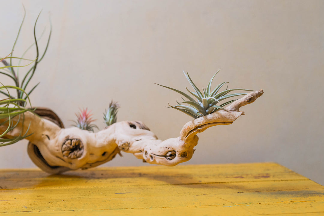 medium multi-branch grapevine wood display with assorted tillandsia air plants
