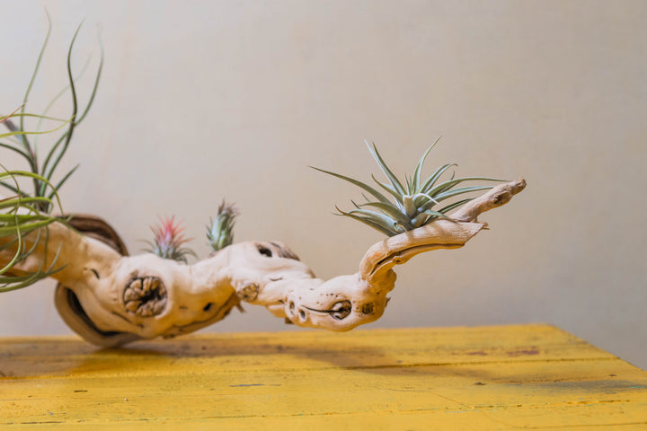 medium multi-branch grapevine wood display with assorted tillandsia air plants