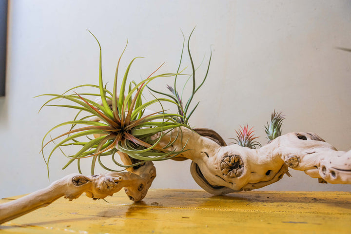 close up of tillandsia air plants mounted on a medium multi-branch grapevine wood display
