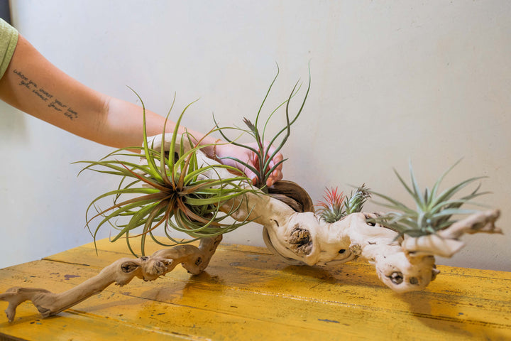 hand arranging tillandsia air plants on a large multi-branch grapevine wood display