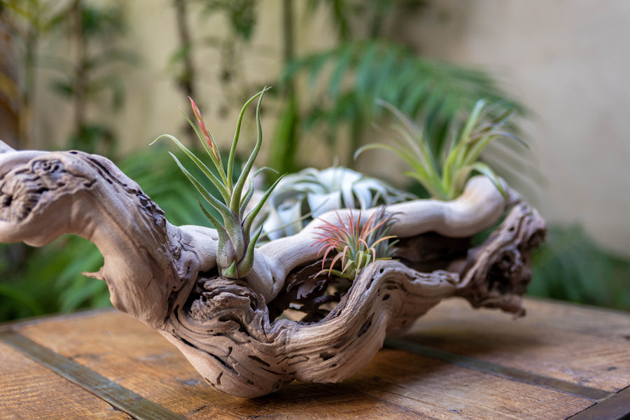 close up of tillandsia air plants mounted on a grapevine wood display