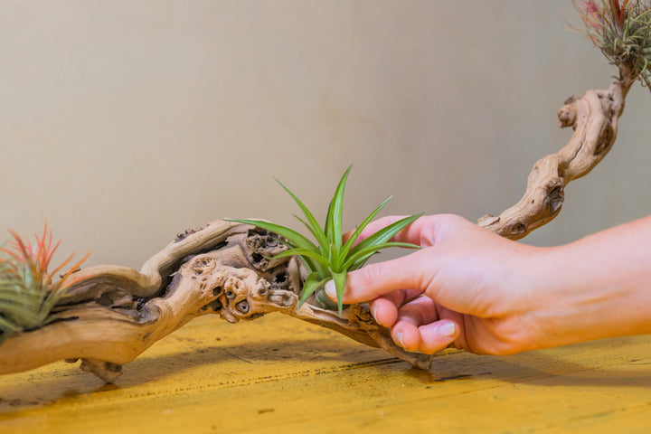 hand placing a tillandsia abdita air plant on a grapevine wood display 