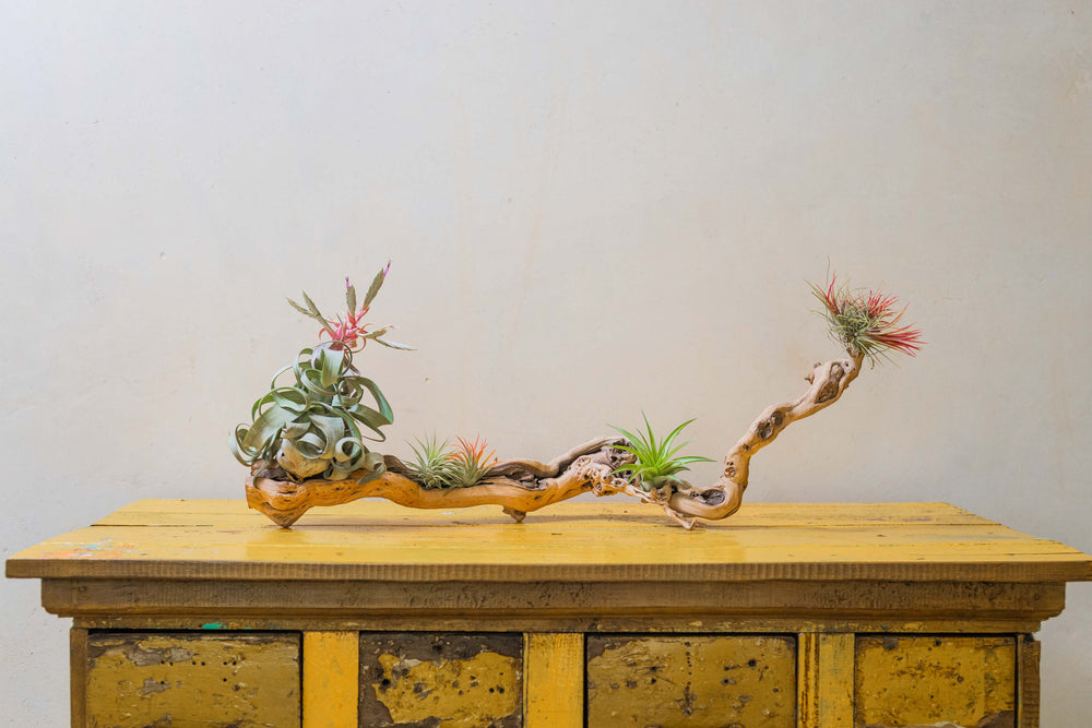 medium single branch grapevine wood display with assorted tillandsia air plants