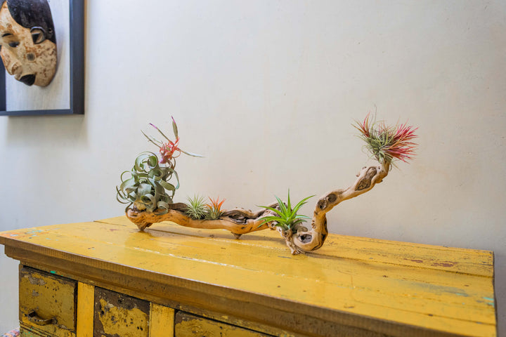 medium single branch grapevine wood with assorted tillandsia air plants