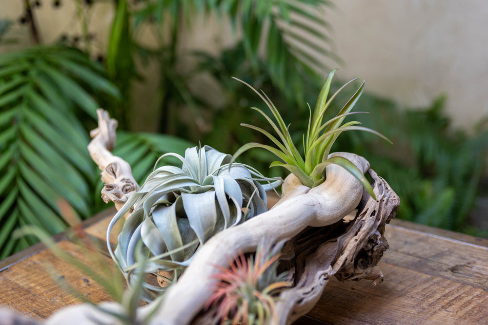 close up of tillandsia air plants mounted on a large single branch grapevine wood display