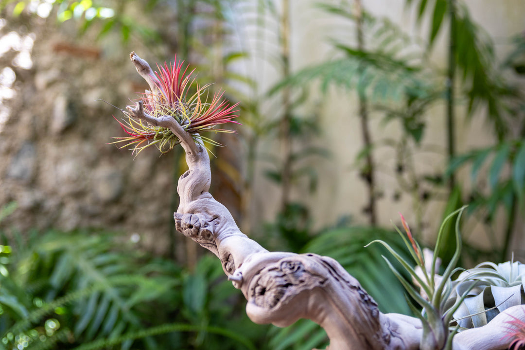 close up of tillandsia ionantha rubra air plants mounted on a medium single branch grapevine wood display