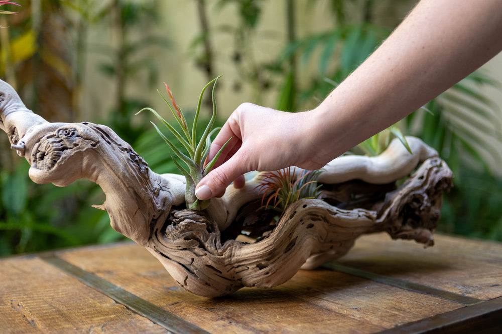 hand arranging tillandsia air plants on a large grapevine wood display
