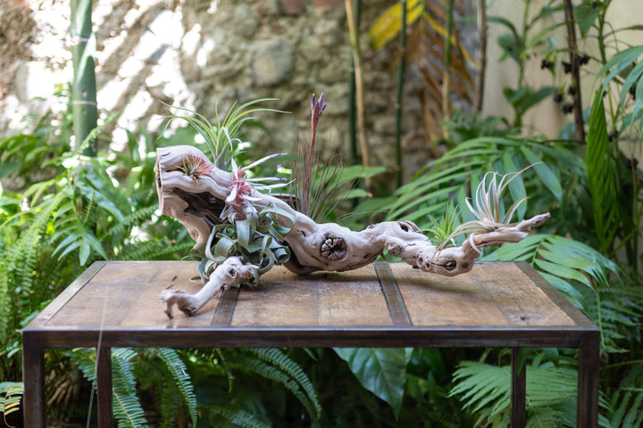 large multi-branch grapevine wood display with assorted tillandsia air plants