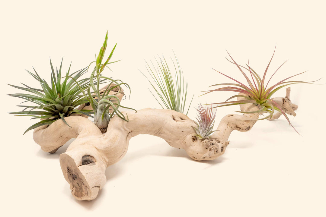 Wholesale: Grapewood Displays with Tillandsia Air Plants - Multiple Sizes [Min Order 12]