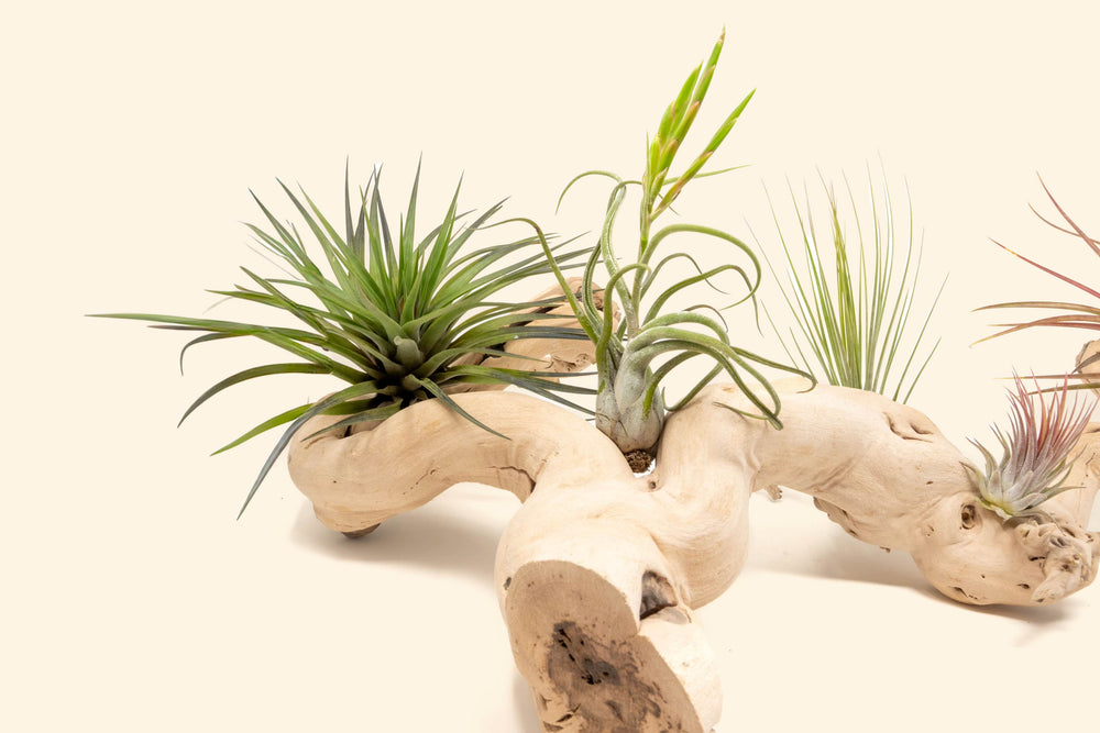 large multi-branch grapewood display with tillandsia fasciculata, caput medusae, juncea and ionantha air plants