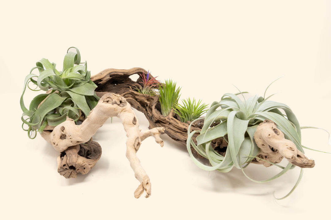 Wholesale: Grapewood Displays with Tillandsia Air Plants - Multiple Sizes [Min Order 12]