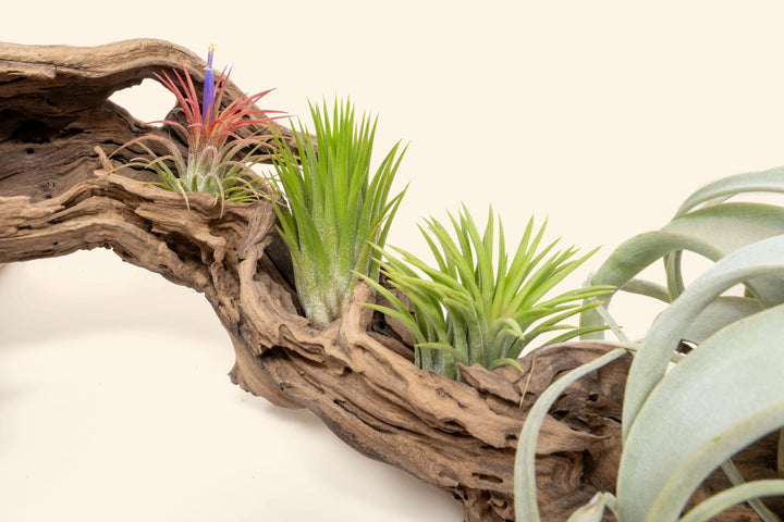 Large grapewood display with three tillandsia ionanatha air plants