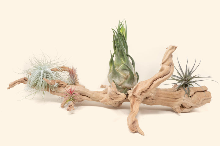 Large multi-branch grapewood display with tillandsia, tectorum, two ionantha, seleriana and stricta hybrid air plant