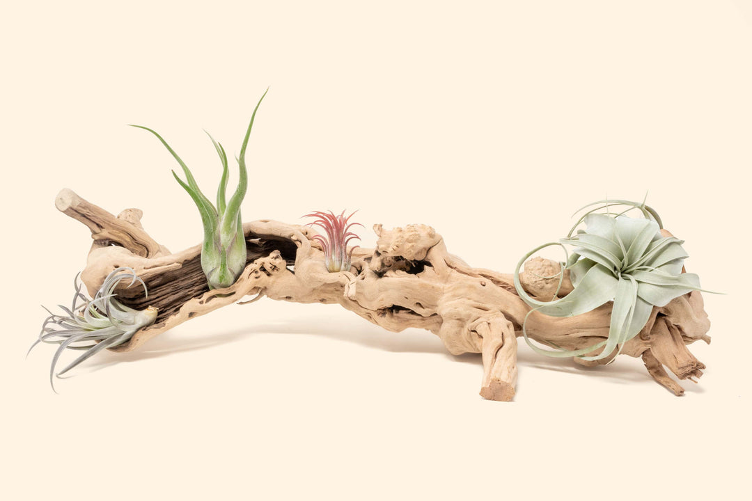air plant driftwood arrangement Sandblasted Grapevine Wood with Custom Tillandsia Air Plants