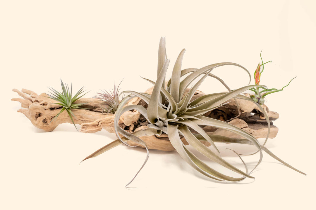 mounting air plants on wood Sandblasted Grapevine Wood with Custom Tillandsia Air Plants