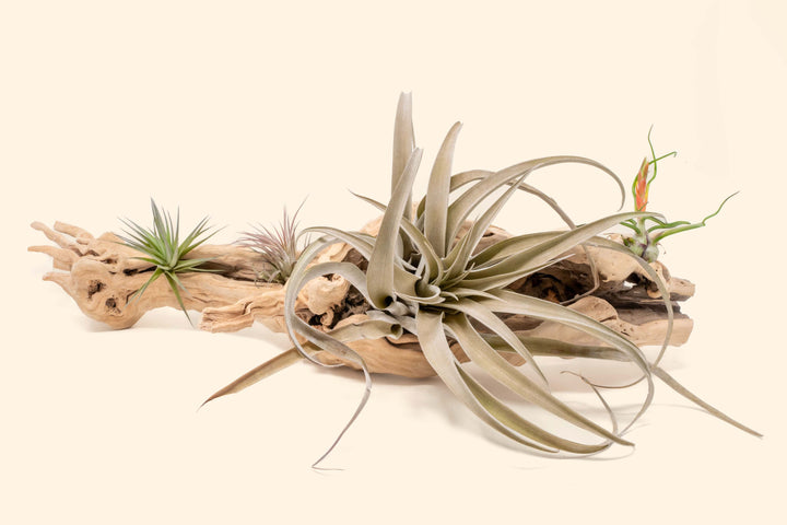 large single branch grapewood with tillandsia bulbosa guatemala, capitata peach, ionantha and aeranthos air plants