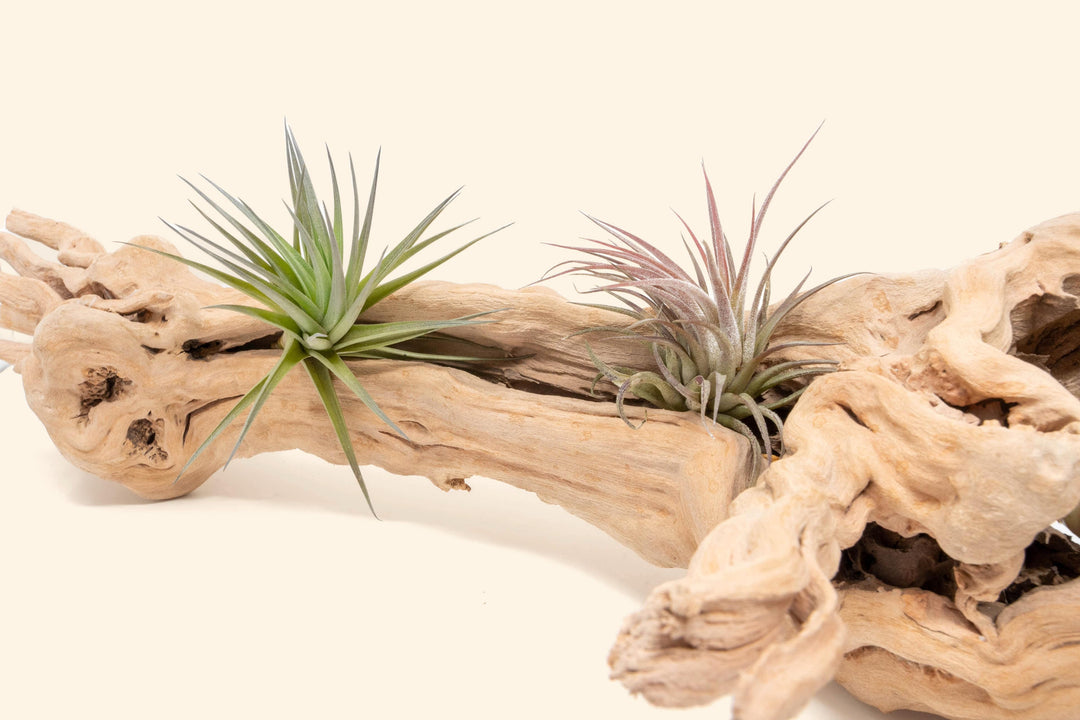 close up of tillandsia air plants on large single branch grapewood display